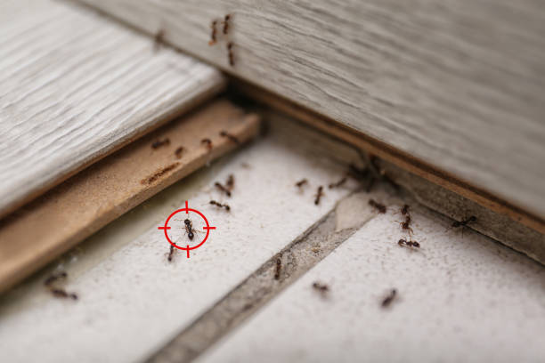Best Flea Control Services  in Richville, OH